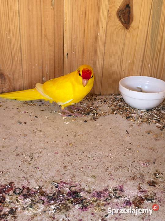 Modrolotki Czerwonoczelne papugi kozie pomorskie Starogard Gdański