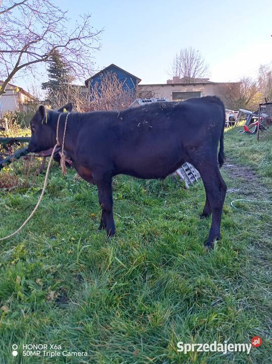 Sprzedam byczki