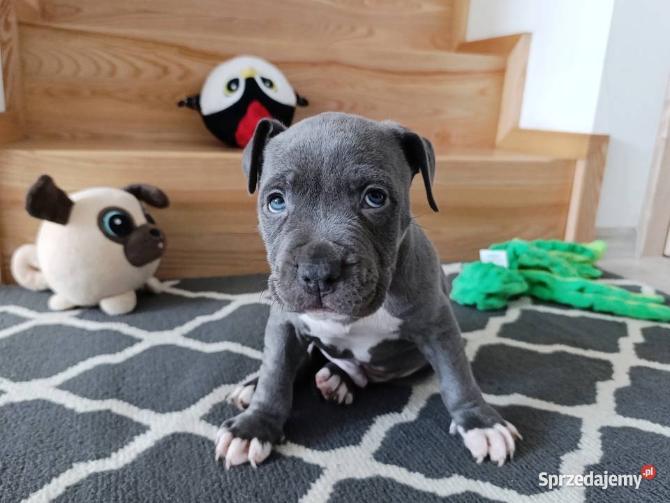 Amstaff błękitne szczenięta sprzedam