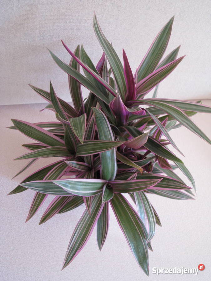 Reo meksykańskie trzykrotka tradeskancja piękna Brzegi