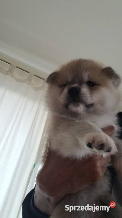 Akita Inu Japoński na sprzedaż Szczecin