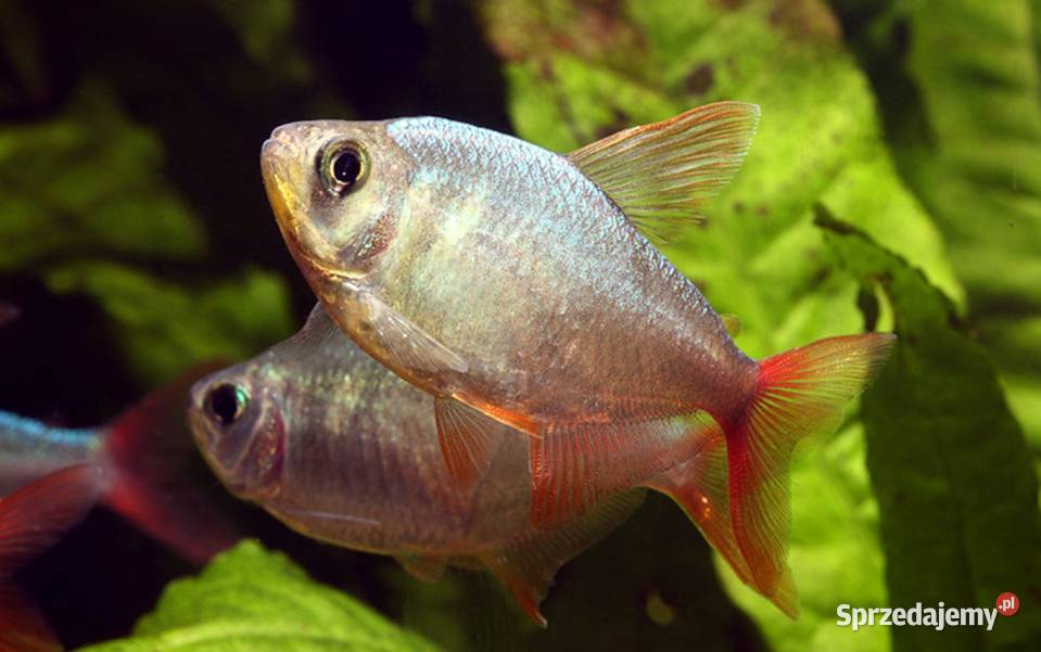 Bystrzyk kolumbijski Hyphessobrycon columbianus sprzedam