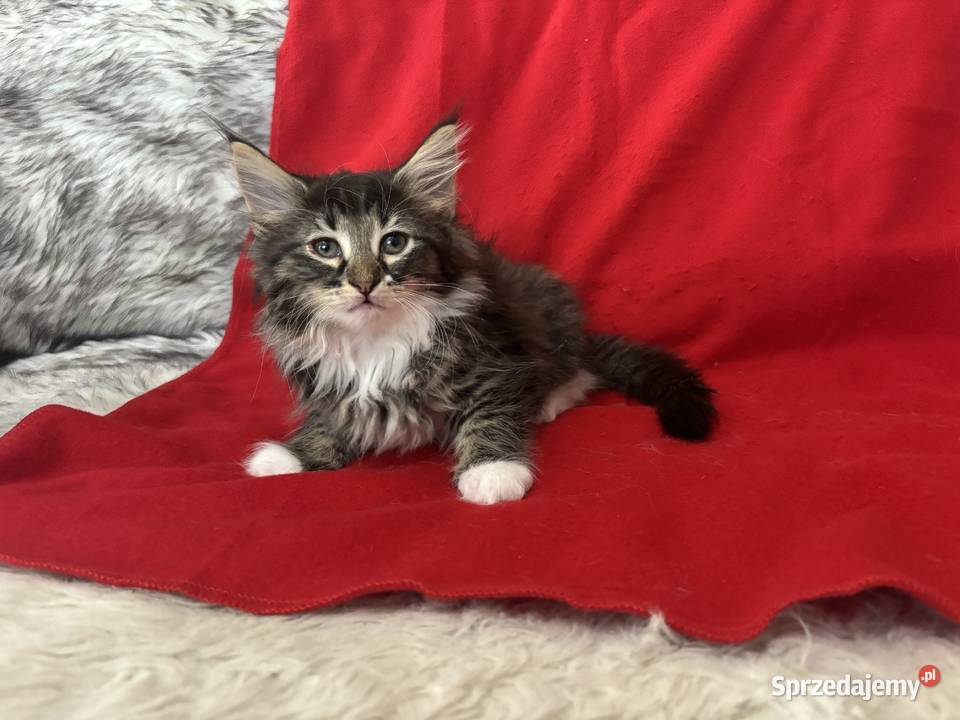 Kocięta Norweskie Leśne mazowieckie Warszawa