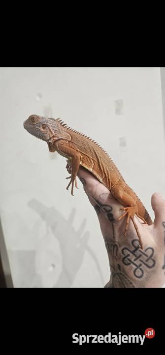 Legwan Orange Zwierzęta