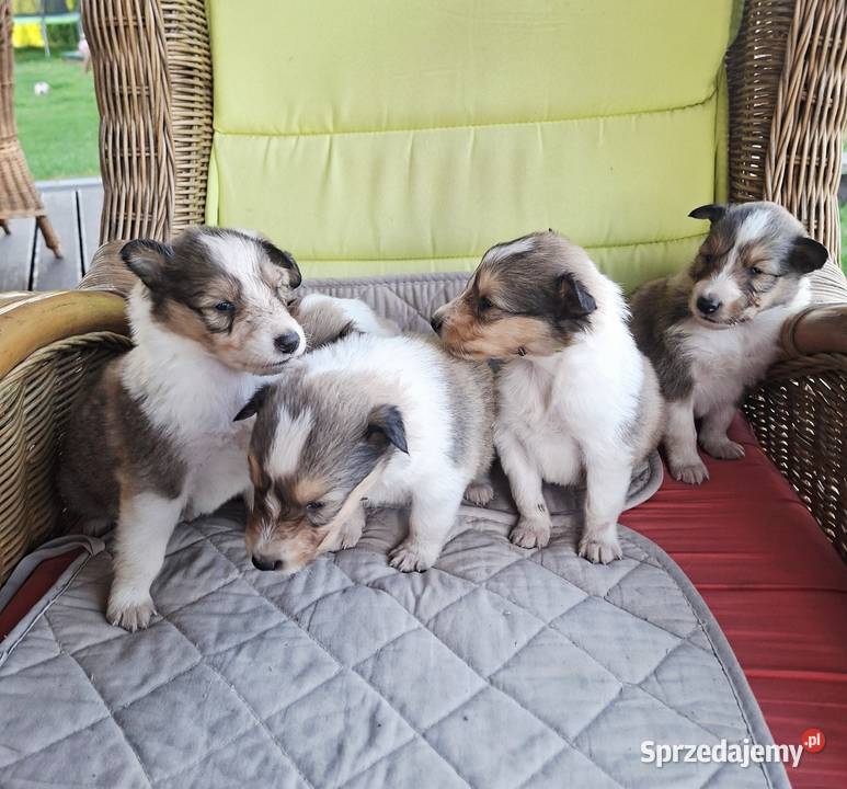 Owczarek Szkocki Collie Szczeniaki SUCZKI opolskie Olesno
