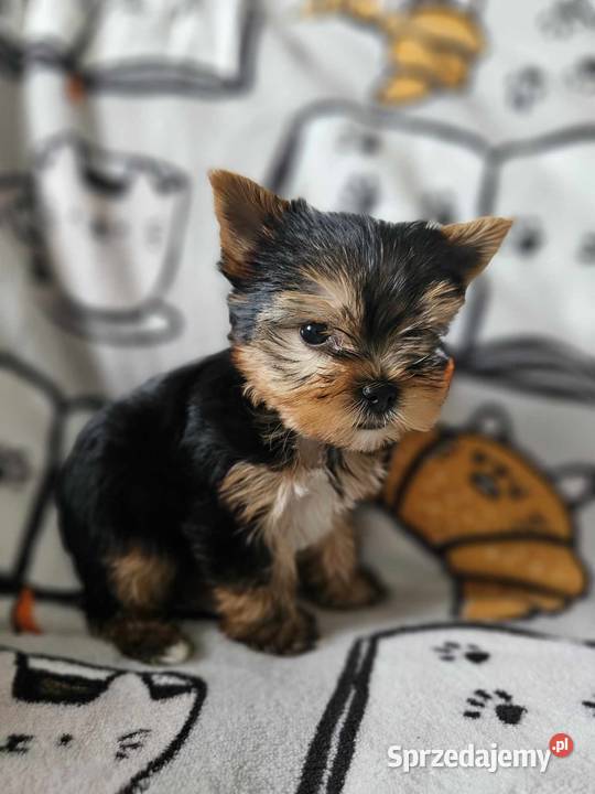 Yorkshire Terrier Piesek Chip Rodowód Wyprawka York śląskie Częstochowa