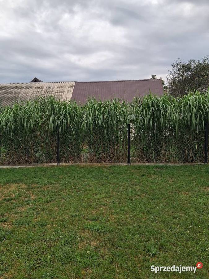 Miskant olbrzymi sadzonki Czerno sprzedam