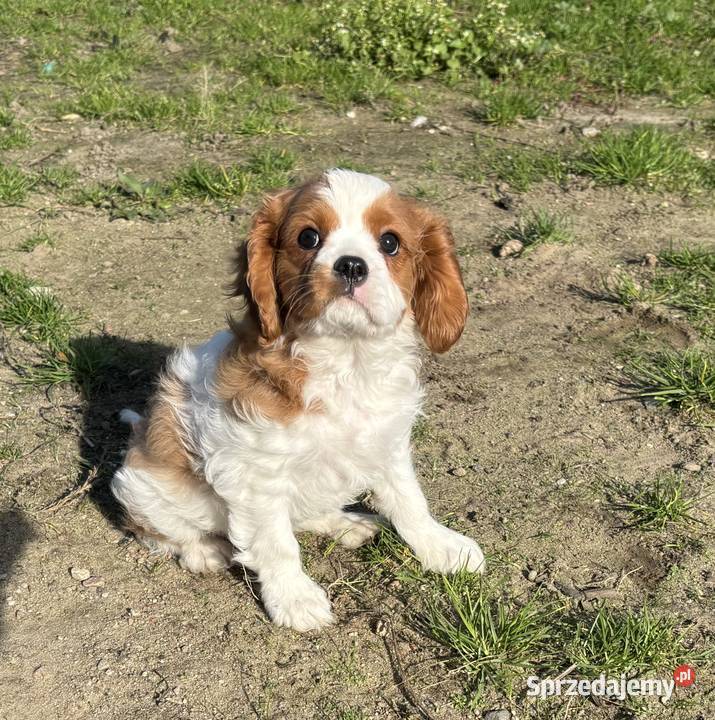 Cavalier King charles spaniel kujawsko-pomorskie Mrocza sprzedam