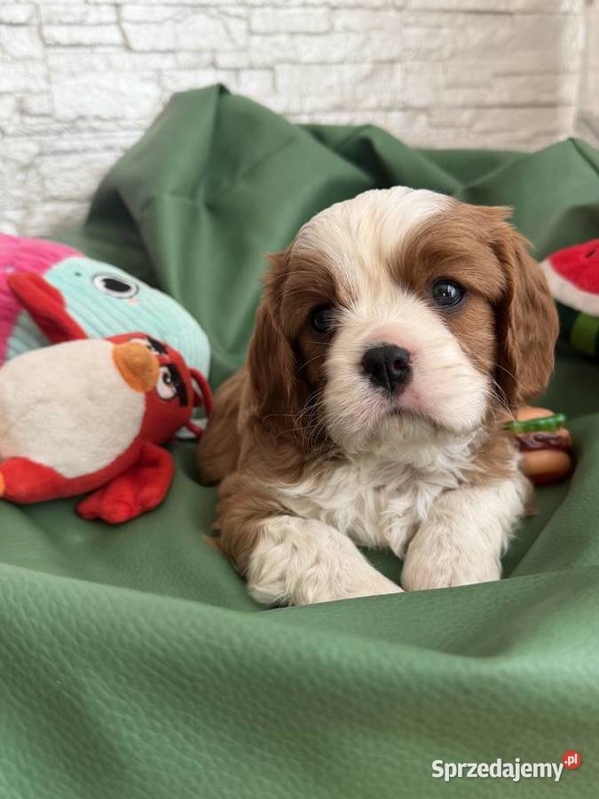Cavalier King Charles Spaniel piesek Bambi