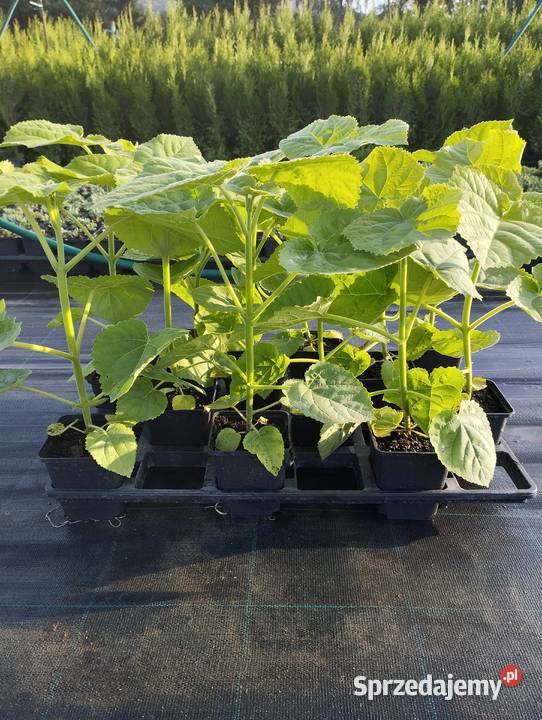 Paulownia omszona drzewo tlenowe Liściaste podkarpackie