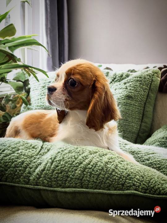 Piesek Cavalier King Charles Spaniel BLENHEIM Limanowa sprzedam