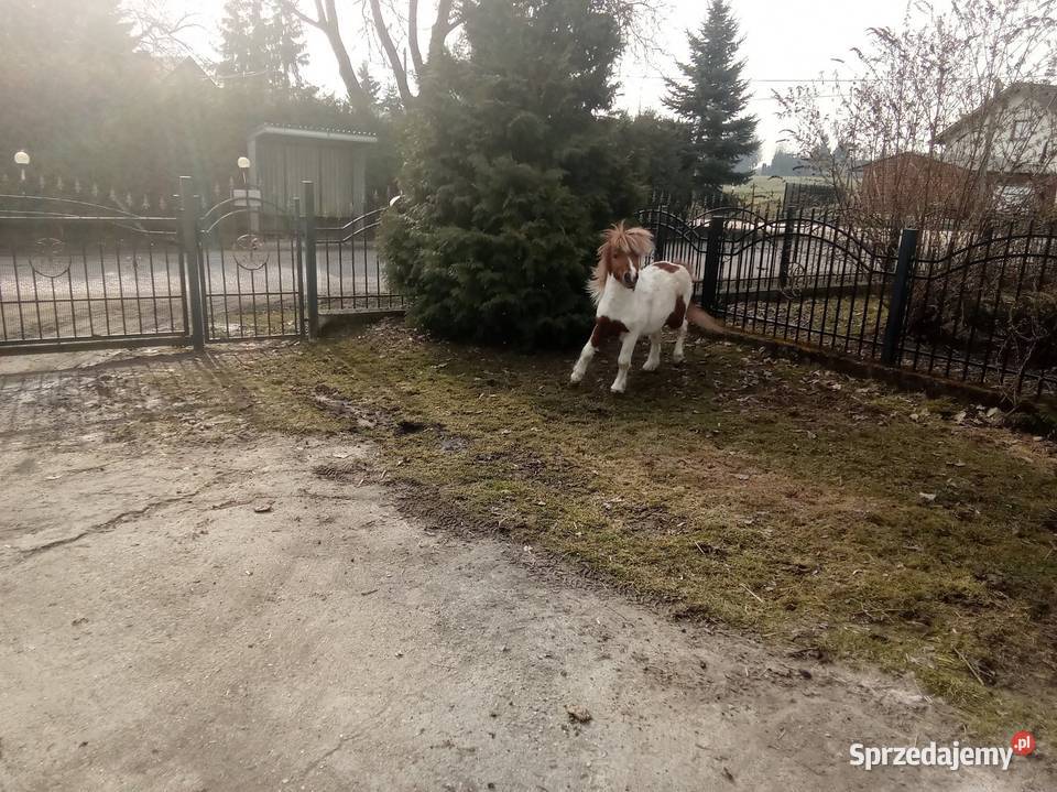 Kucyk Bieglów sprzedam
