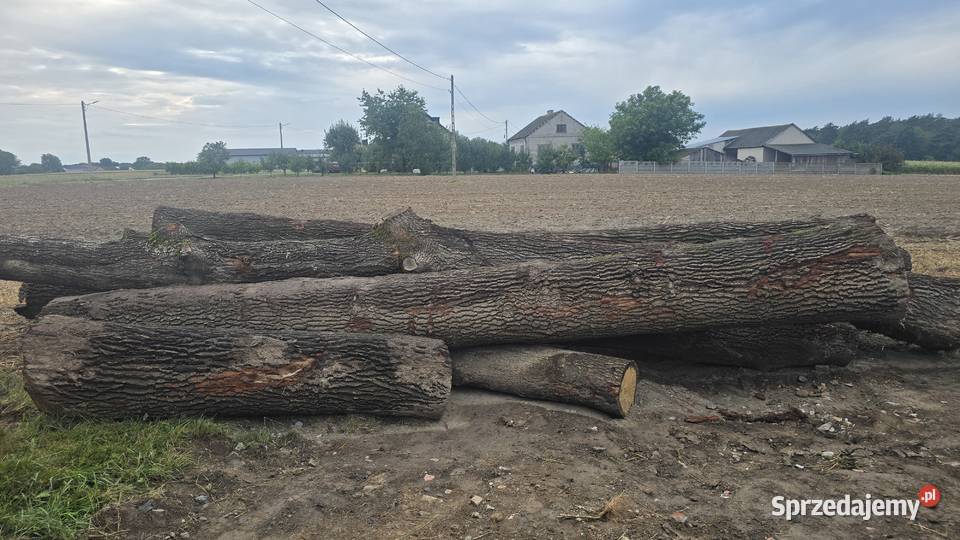 Dąb leśny tartaczny Leśnictwo Iwaniska sprzedam