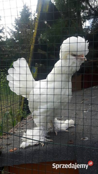 Sprzedam koguty kur sultanów Raków