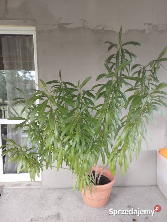 Śliczny oleander różowy małopolskie sprzedam