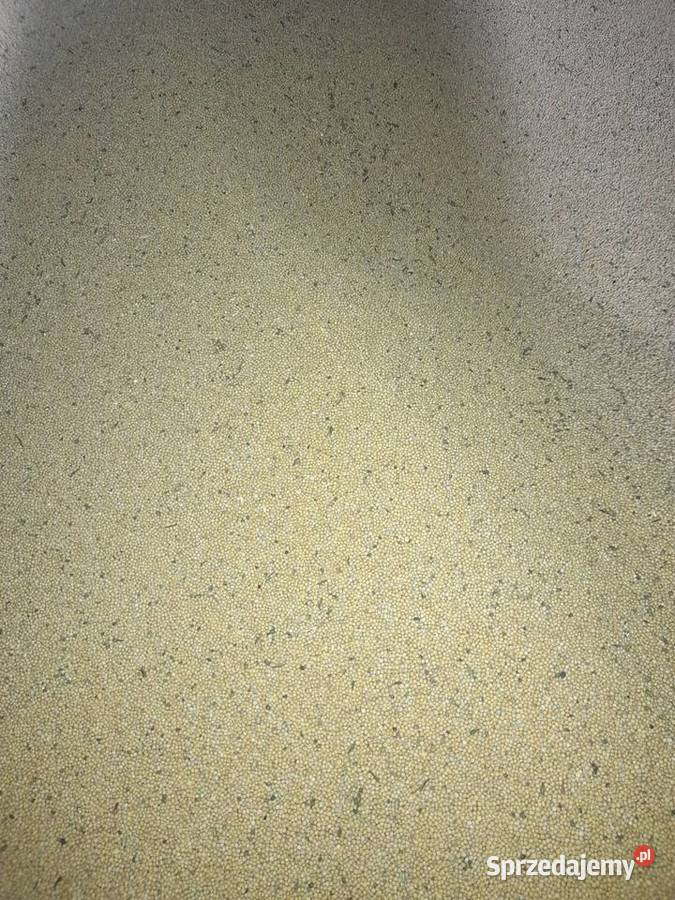 Gorczyca odmiana Gracja Paradyż