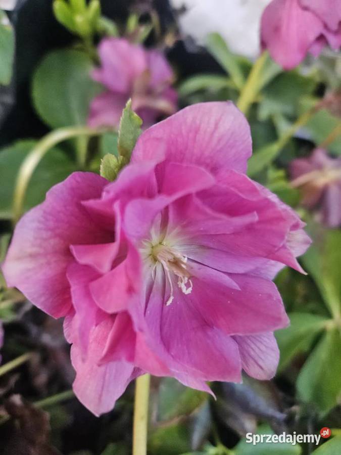 ciemiernik małopolskie