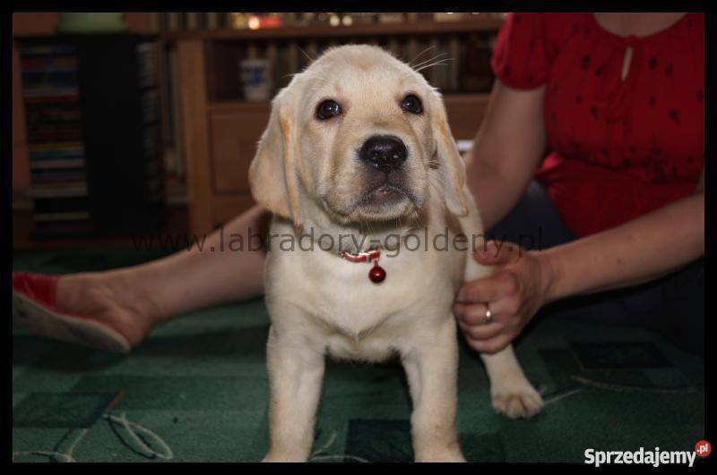 Labradory szczenięta CHrodowód Związku
