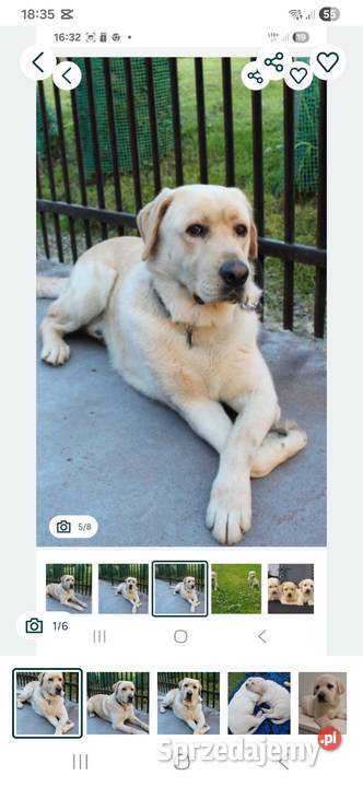 Labrador retriever reproduktor Tarnów