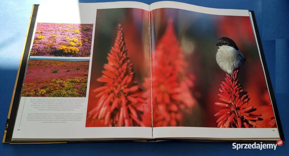 Afryka cuda przyrody Giovanni Giuseppe Bellani sprzedam