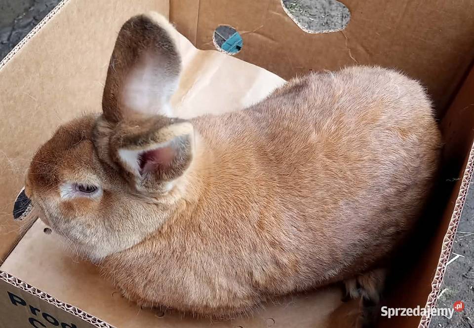 Królik dorosły samiec Dębicze