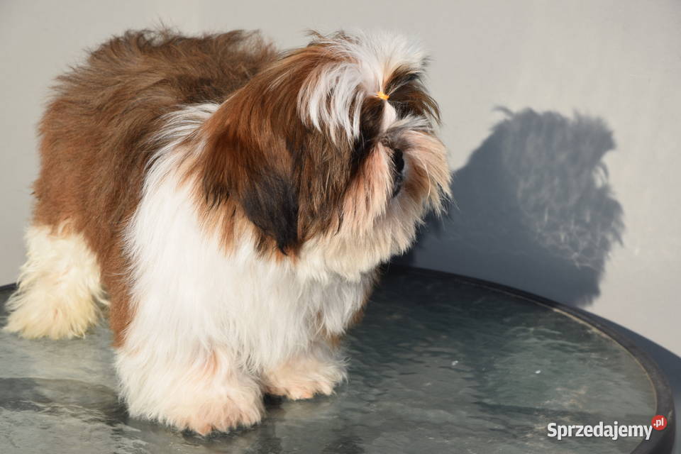 Pies Shih Tzu piękny szczeniak IMPERIAL Kluczbork