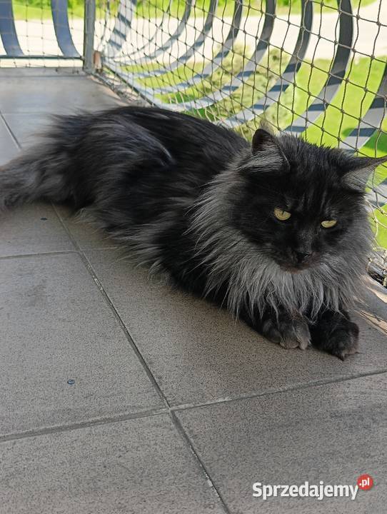 Kotka Maine coon szuka nowego domu Krosno
