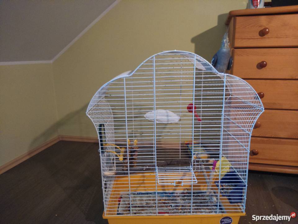 oddam w ręce papugę nimfę mazowieckie Warszawa sprzedam