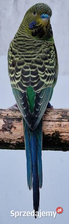 papużka falista blackface łatwo się oswaja może Katowice