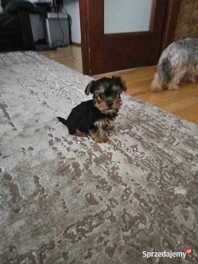 Suczka York Krościenko nad Dunajcem sprzedam