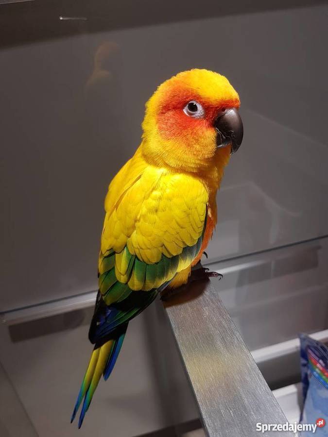 Konura słoneczna 3 letnia ręcznie karmiona Gorzów Wielkopolski sprzedam