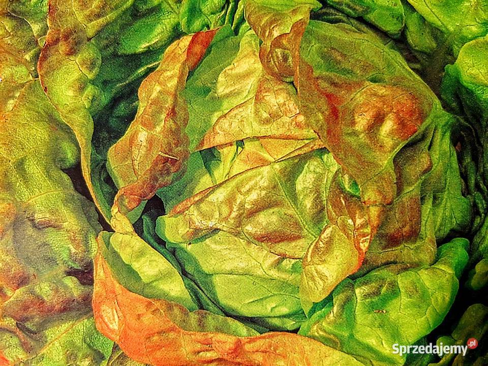 Sałaty świata Cykoria endywia sałata nasiona Ogród Kraków