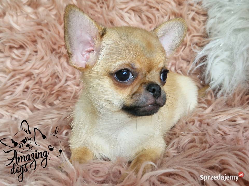 Śliczny chłopiec chihuahua dolnośląskie Głogów
