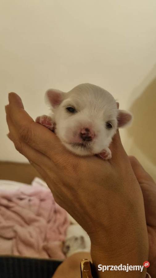 Szczeniaki szczenięta maltańczyki maltańczyk warmińsko-mazurskie Iława