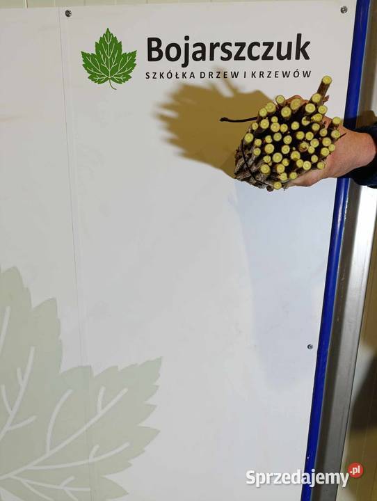 SZTOBRY zrazy patyki KIJE porzeczka czarna Stary Pożóg