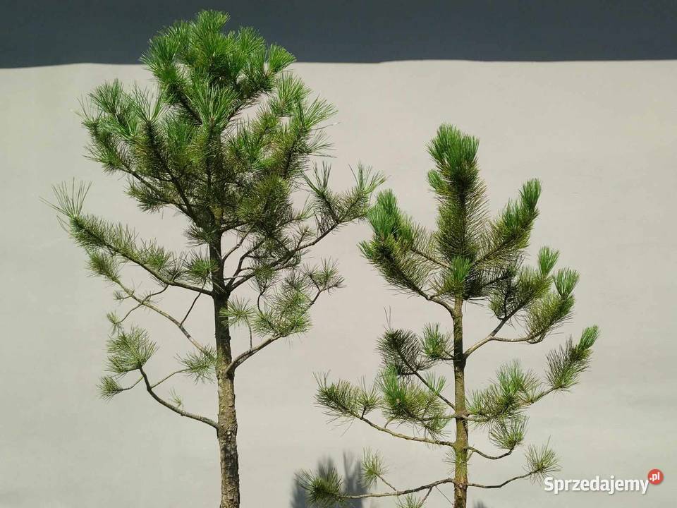Sosna czarna 215 i 190 Ogród Skierniewice