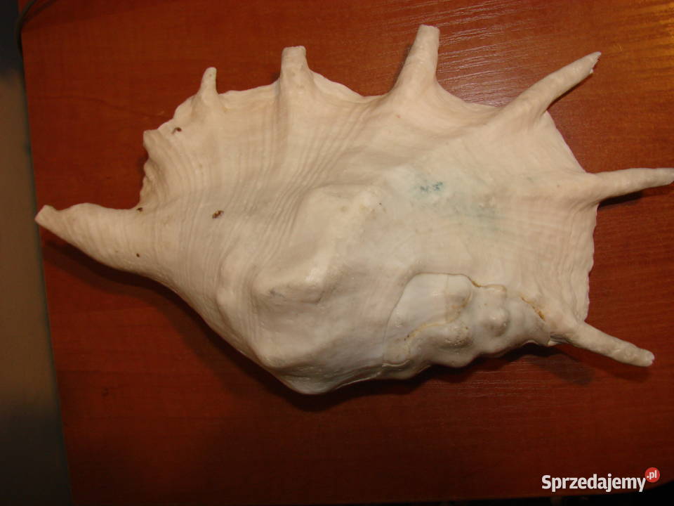 duża muszla morska Pruszcz Gdański