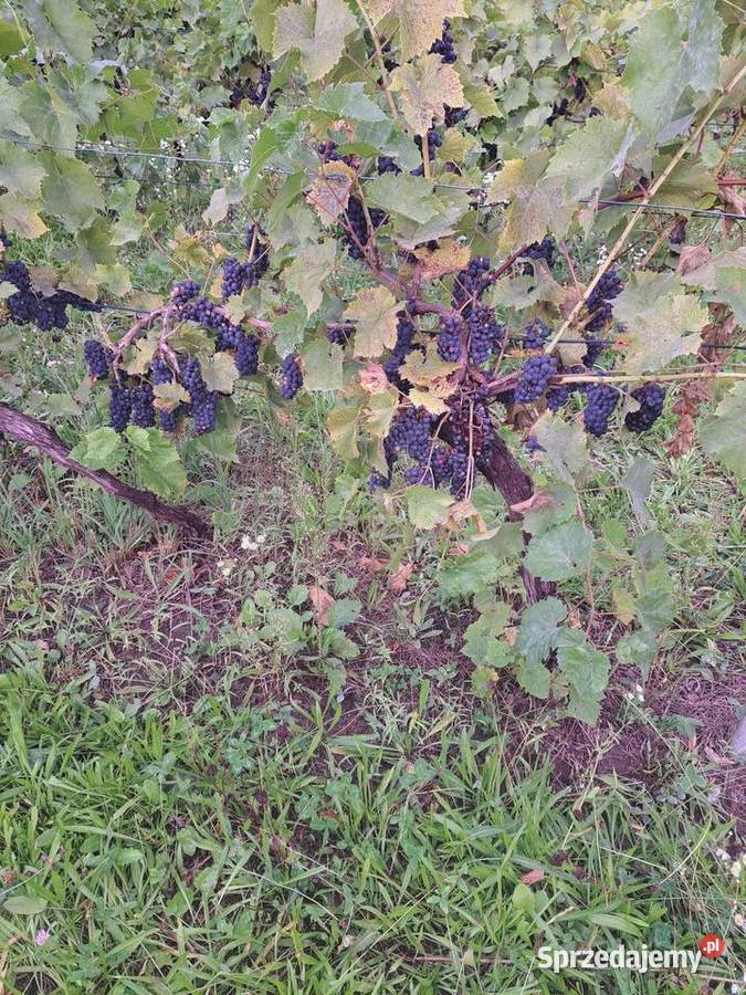 Sprzedam winogrona ciemne jasne Bobrowniki Wielkie