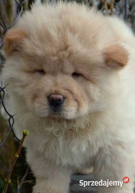 CHOW CHOW GOTOWE DO ZMIANY DOMKU Warszawa sprzedam