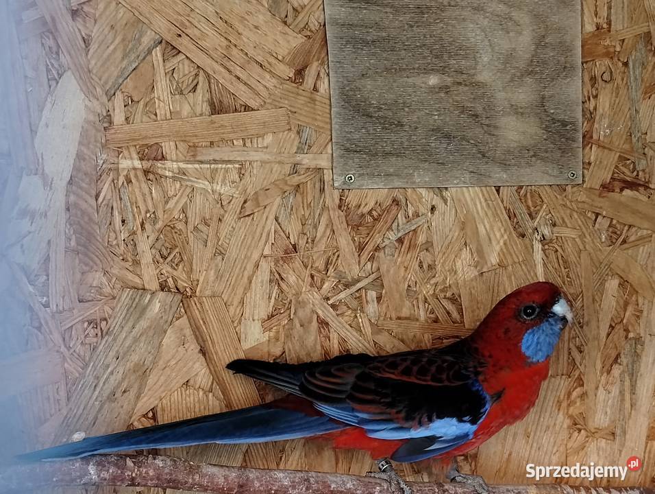 Rozella królewska samiec Ptaki Lubiechowo