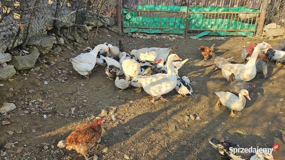 Gęsi białe Swojskie Boguchwałowice