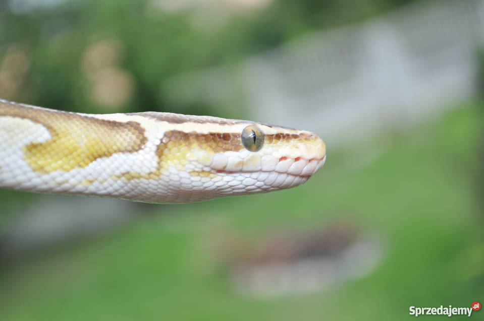 pyton królewski sprzedam
