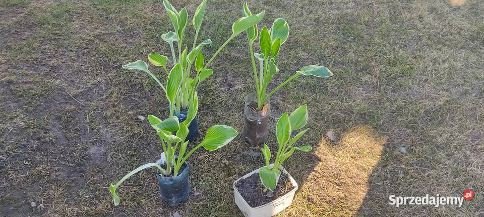Hosta Fortuneli Albomarginata Opole