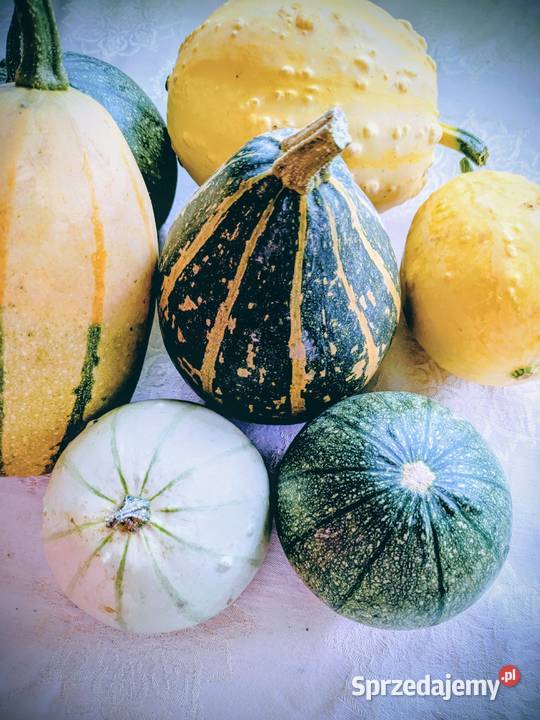 Cukinia Libańska zimowa do przechowywania małopolskie Kraków