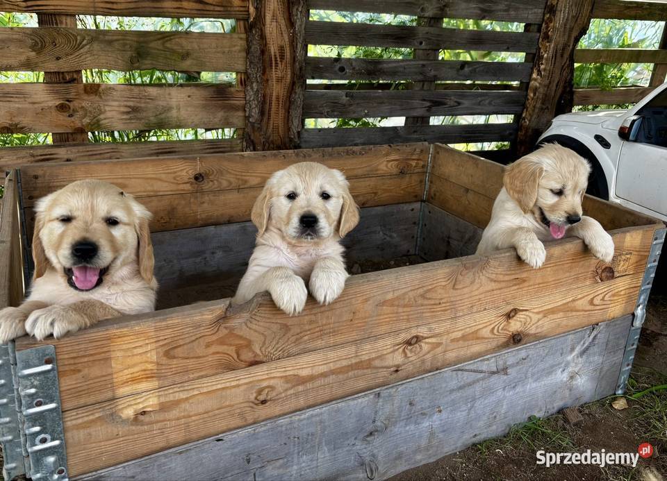 GOLDEN RETRIEVER SZCZENIĘTA SZUKAJĄ KOCHAJĄCYCH Usługi