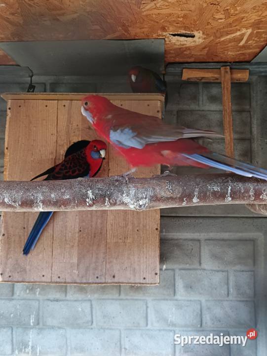 Rozelle Królewskie wielkopolskie Pniewy