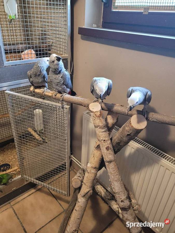 żako i amazonki Kościan