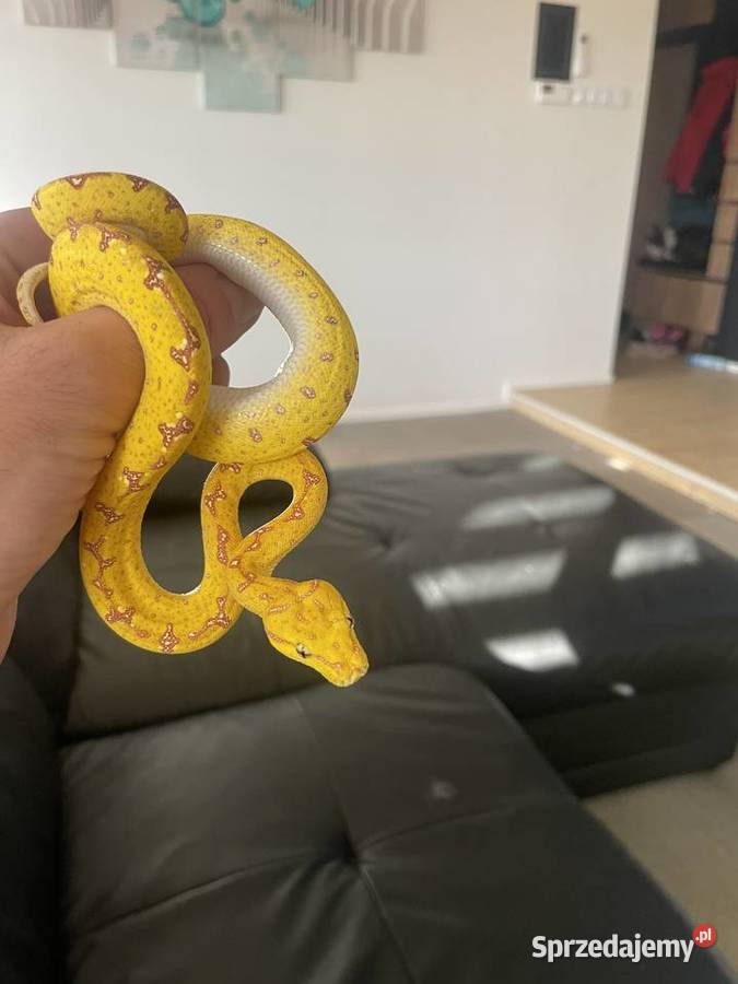 Morelia viridis pyton zielony Gady i płazy Częstochowa