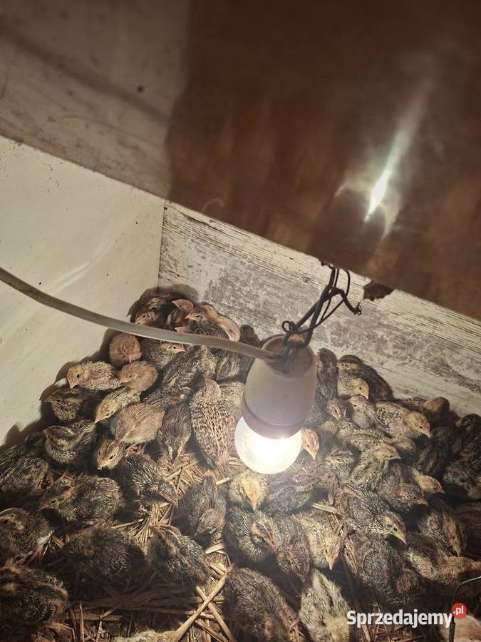 Sprzedam przepiórki tygodniowe