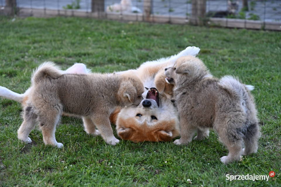 Akita inu akita japońska suczka FCI gotowa do